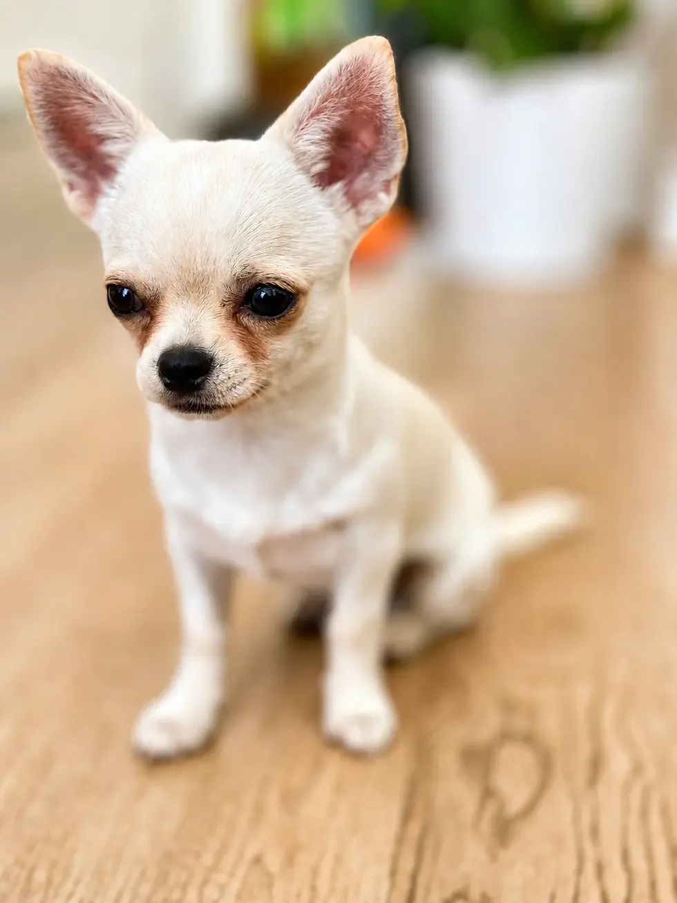 Chihuahua Orlando sitzt aufmerksam zu Hause, passend zum Ratgeber über Charakter, Haltung und Alltag mit Chihuahua.