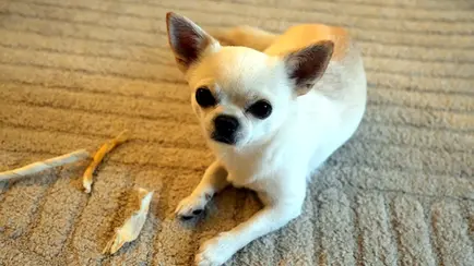 Chihuahua Orlando liegt entspannt mit einem Kauartikel auf dem Teppich, passend zum Vergleich von Trockenfutter und Nassfutter.