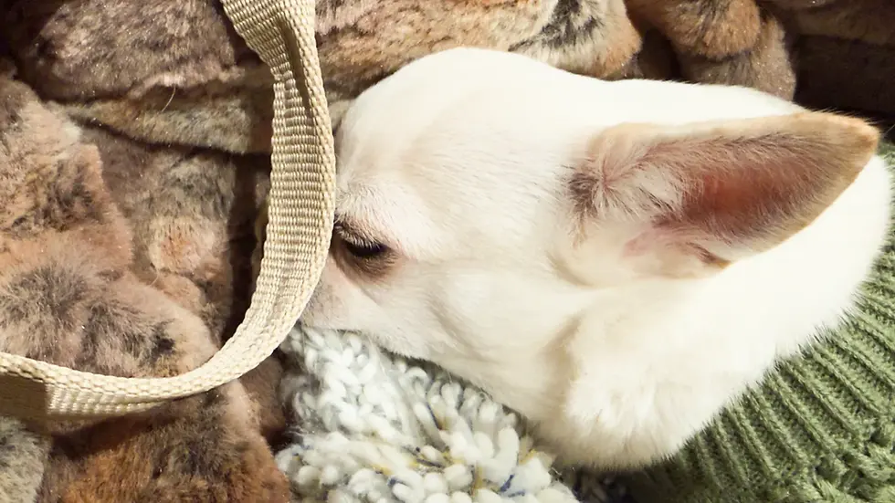 Chihuahua Orlando schläft gemütlich in einer Decke während seines typischen Tagesablaufs