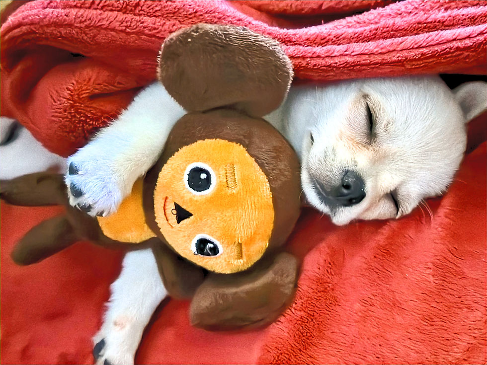 Chihuahua Welpe Orlando als Baby mit Kuscheltier – unser erster Moment mit ihm