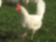 huhn%20im%20gras_edited.jpg
