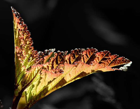 Radiance in Shadow | Color Photography