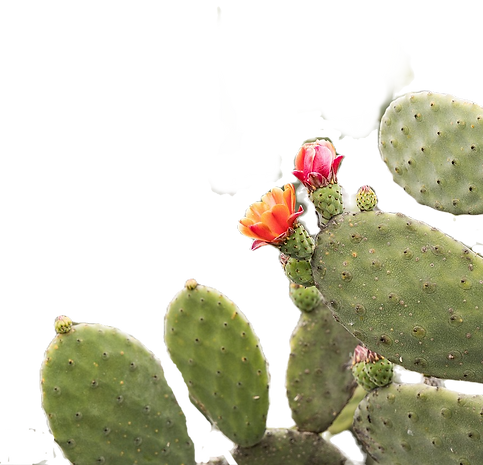 cactus-7436103_1280_edited.png
