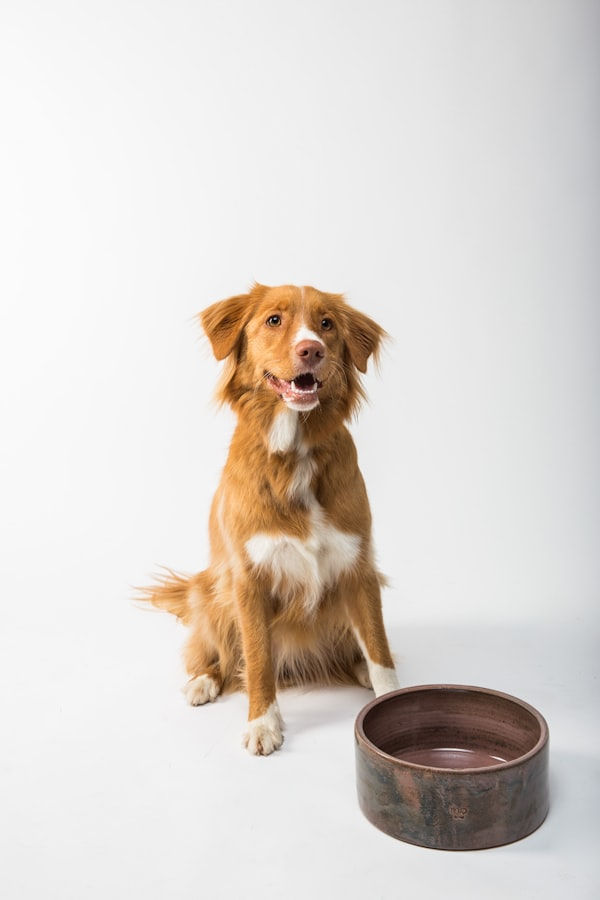 Premium Dog Food 12kg