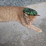 猫の皮膚炎が漢方薬で良くなった例