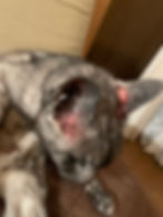 ステロイドと抗生物質を飲んでても痒みがひどい状態でした