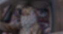 Screen Shot 2021-09-21 at 5.39.15 PM.png