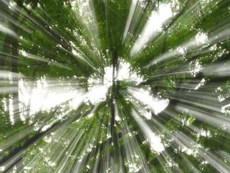 What Is The Ideal Political System For Any Given Nation?