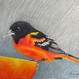 Baltimore Oriole