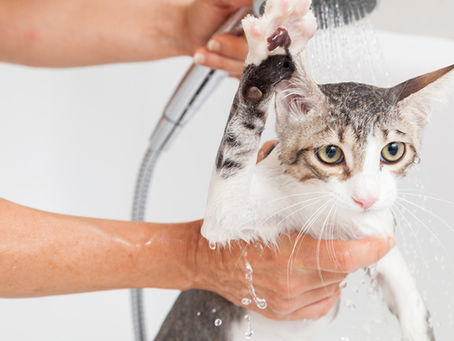 Así puedes consentir y bañar fácil y rápido a tu michi para celebrar el Día Internacional del Gato