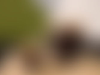 Friloo Café: el spot petfriendly donde el café se comparte con tu mejor amigo