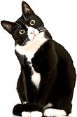 tux1.jpg