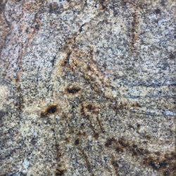 Golden Crystal 12 X 12