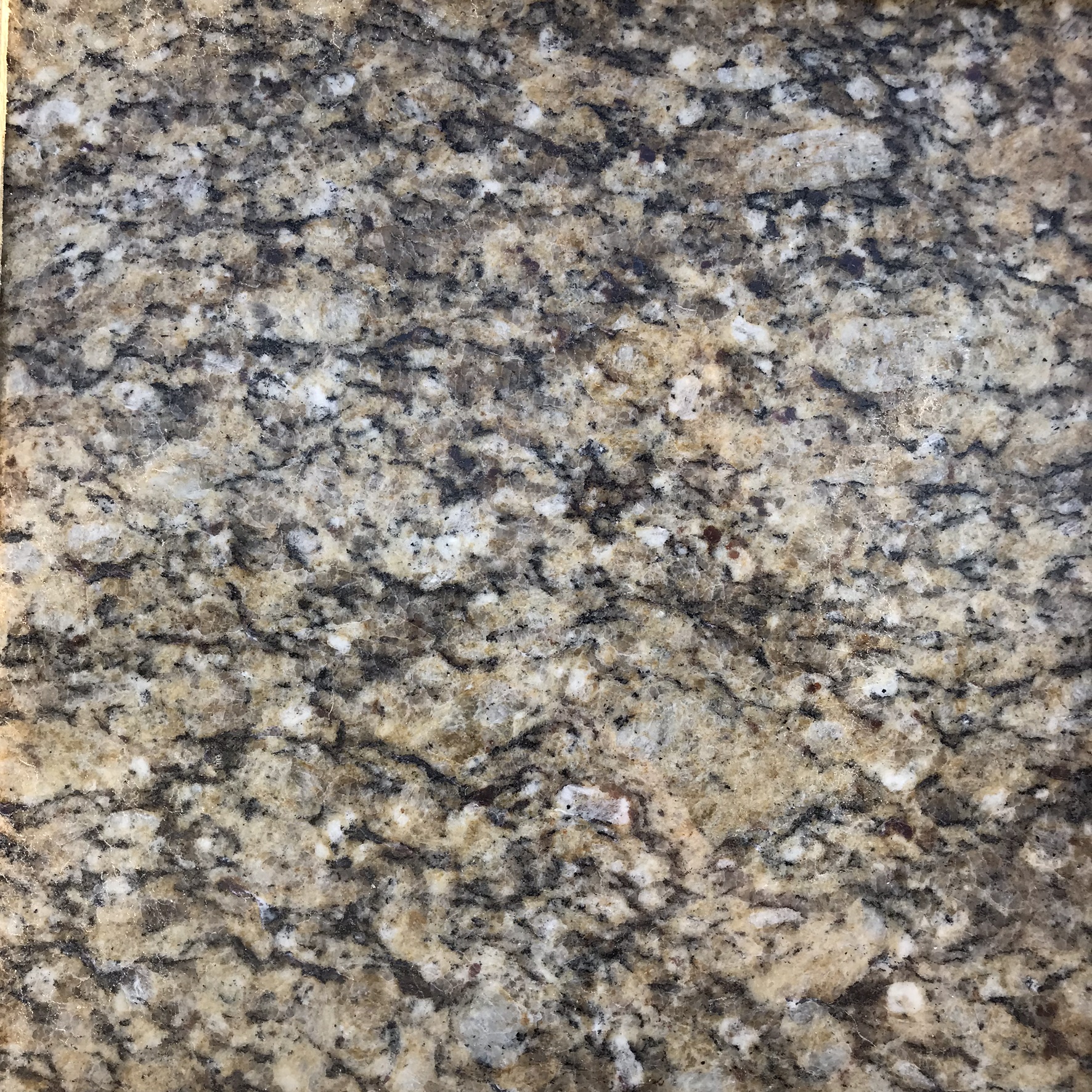 Venetian Gold 12 X 12