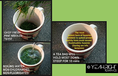 Suramin pine needle tea YRG.jpg