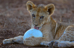 Curiosity Begins