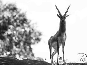 Jayamangali Blackbuck Reserve distance from Bangalore 