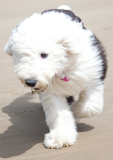 Old English sheepdog puppy walking