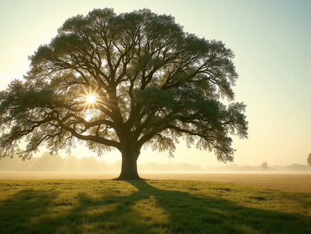 Empowering Your Wellness Journey: Healing the Divine Masculine Within