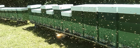 volo d'api in apiario apicoltura a Bergamo