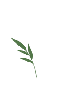 logo groen links.png