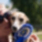 Cat Feeds, Puppy Sitting, Visits 4 Pets Ottershaw