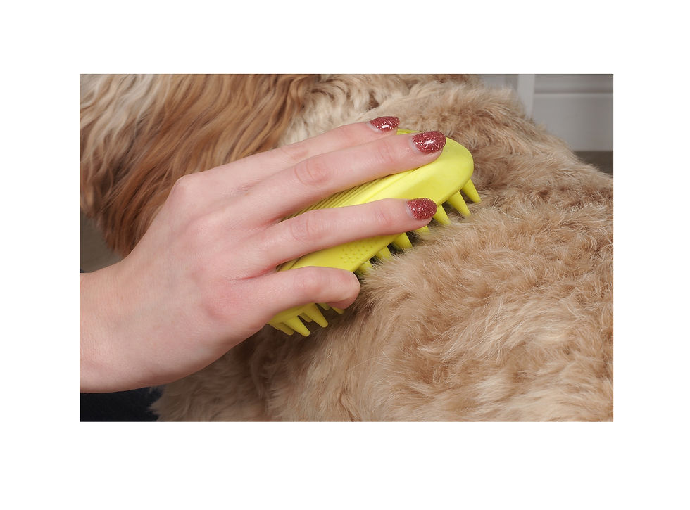 Close-up view of dog grooming tools arranged neatly on a wooden table