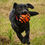 Thumbnail: Seriously Strong Super Tough Nobbly Rugby Ball by Petface
