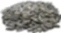 DAKOTA BEES