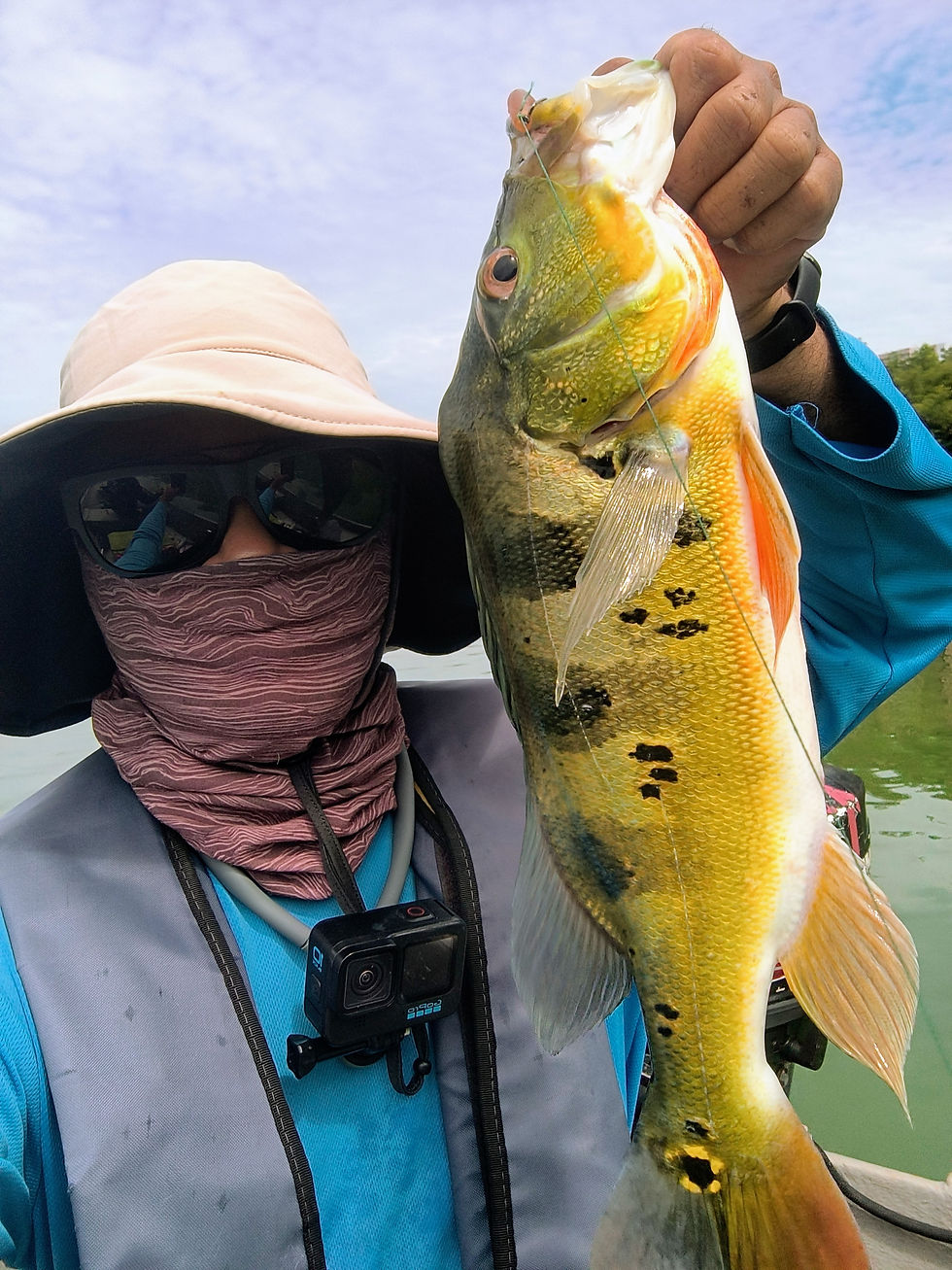 Kuala Lumpur urban peacock bass fishing