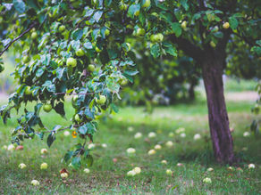 Listen to the apple tree