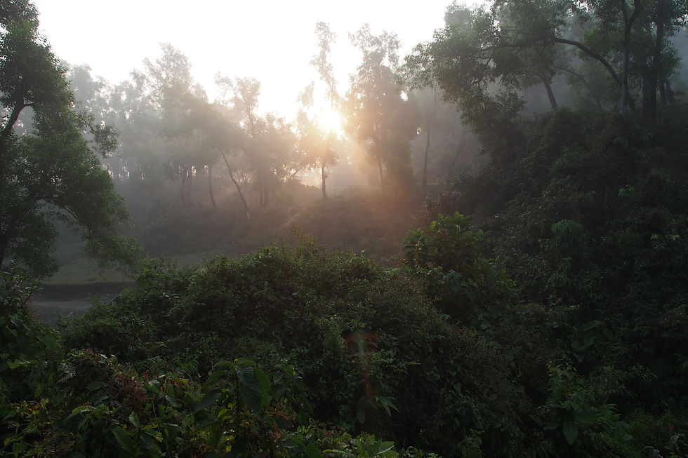 Sunrise in the Bangladesh Jungle
