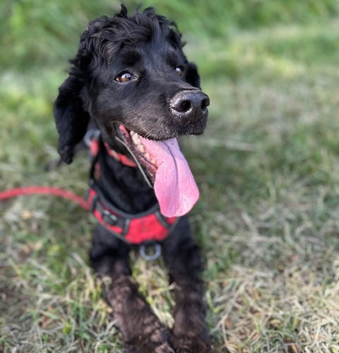 Claire's Pet Care Services - Hero