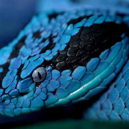 Symbols: Snake