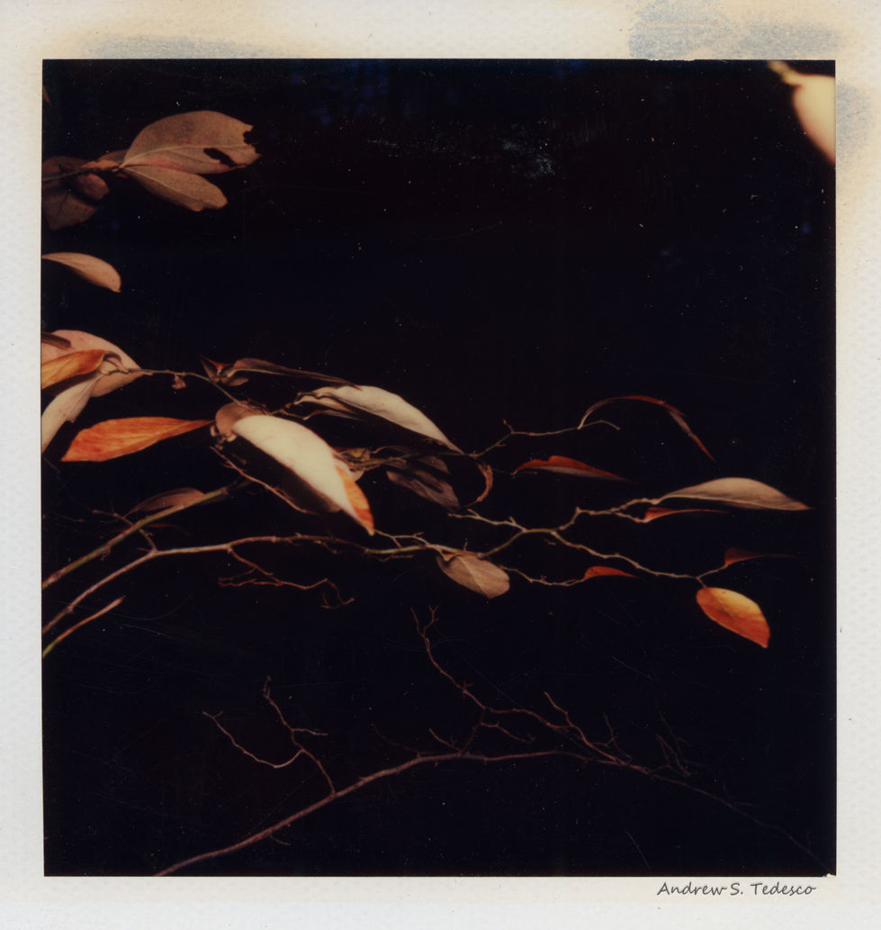 flying branches