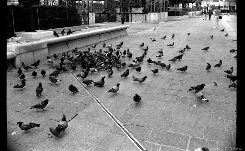 pigeons Paris, France 1993