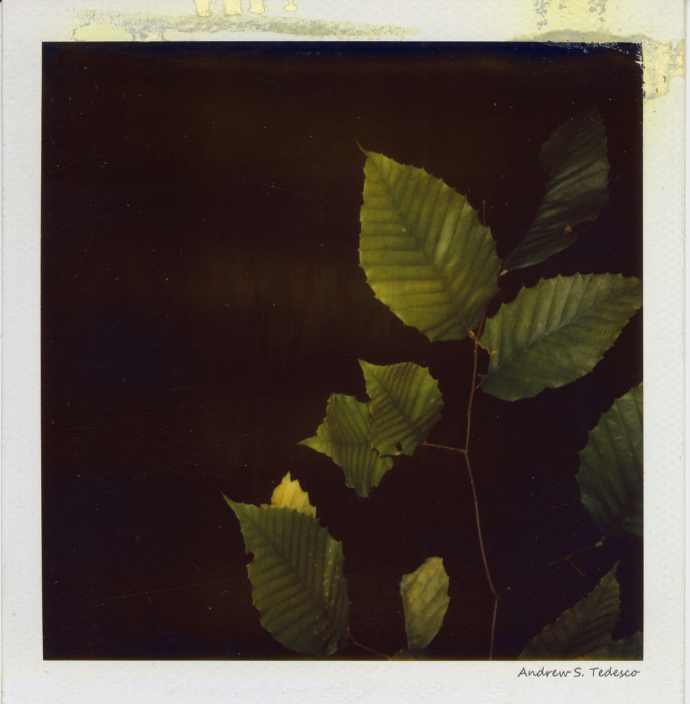 stipule