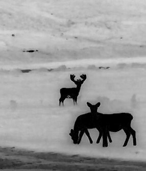 Stag Thermal.jpg