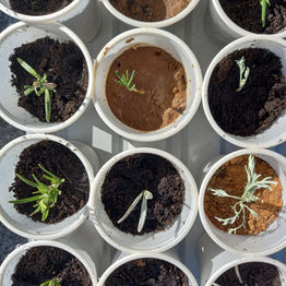 "Biodiversità ambientale e culturale": i laboratori per il progetto GEA