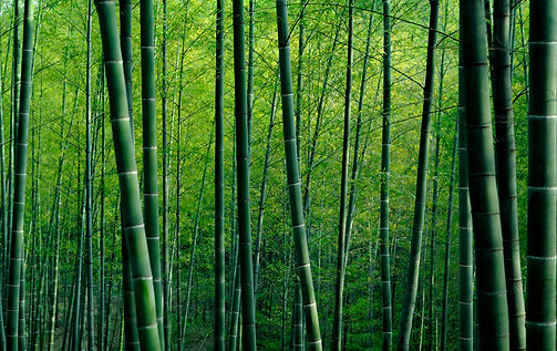 foret-de-bambous-en-chine.jpg