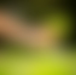 Fibra de Coco misturado ao Substrato