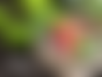 Fibra de Coco: Futuro sustentável da agricultura