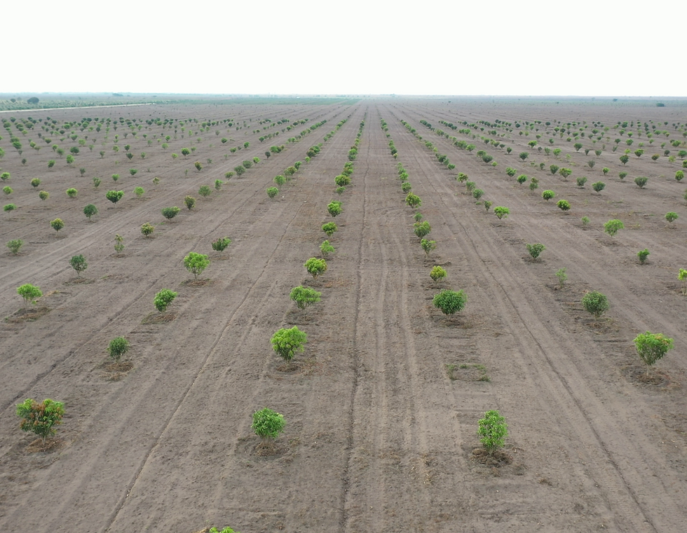 Plantation d'arbres fruitiers au Congo