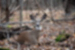 portrait-deer-field-forest.jpg