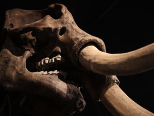 Let's Get On With Mastodon