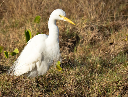 Egret at hide 250824 a (1 of 1).jpg