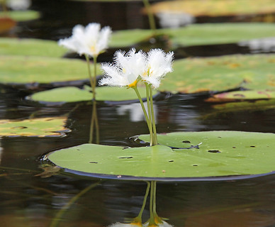 Nymphoides indica (habit).jpg
