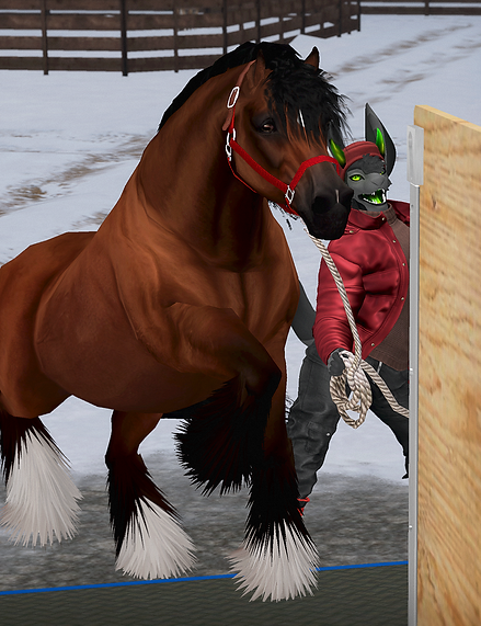 Horse Social Behavior 101 BY JANA.png