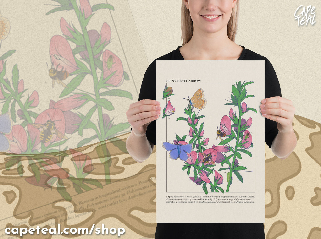 Spiny Restharrow - Premium Luster Photo Paper Poster (in)