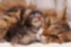 Lovely siberian cat with newborn kitten close-up.jpg